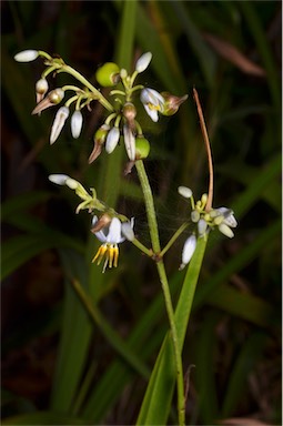 APII jpeg image of Dianella caerulea var. vannata  © contact APII