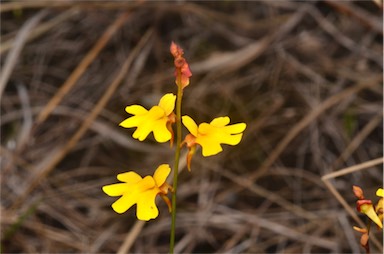 APII jpeg image of Utricularia chrysantha  © contact APII