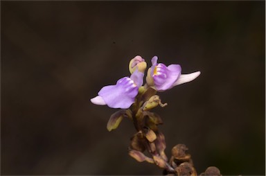 APII jpeg image of Utricularia caerulea  © contact APII