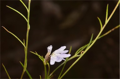 APII jpeg image of Lechenaultia filiformis  © contact APII