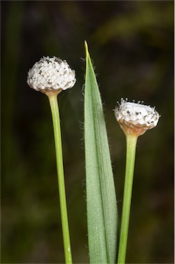 APII jpeg image of Eriocaulon australe  © contact APII