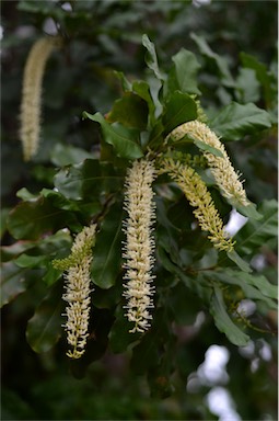 APII jpeg image of Macadamia integrifolia  © contact APII