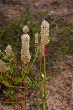 APII jpeg image of Celosia argentea  © contact APII