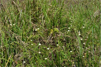 APII jpeg image of Merremia quinquefolia  © contact APII