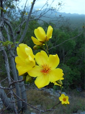 APII jpeg image of Cochlospermum gillivraei  © contact APII