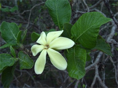 APII jpeg image of Larsenaikia ochreata  © contact APII