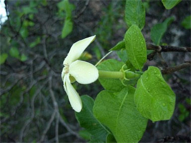 APII jpeg image of Larsenaikia ochreata  © contact APII