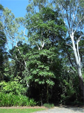 APII jpeg image of Alstonia spectabilis  © contact APII