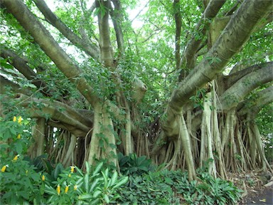 APII jpeg image of Ficus virens  © contact APII