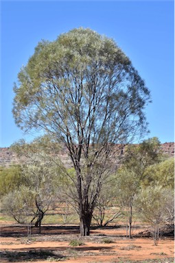 APII jpeg image of Acacia maconochieana  © contact APII