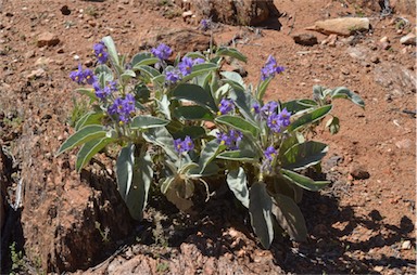 APII jpeg image of Solanum quadriloculatum  © contact APII