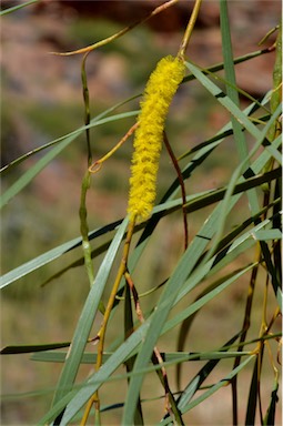 APII jpeg image of Acacia desmondii  © contact APII