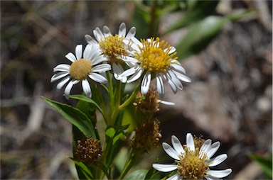 APII jpeg image of Olearia ferresii  © contact APII