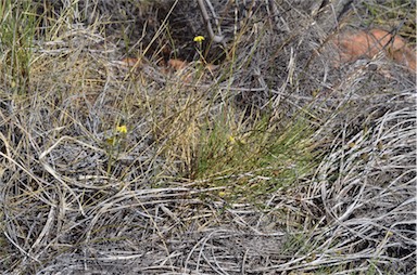 APII jpeg image of Goodenia triodiophila  © contact APII