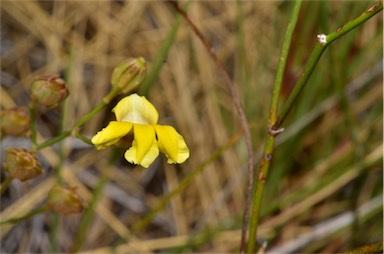 APII jpeg image of Goodenia triodiophila  © contact APII