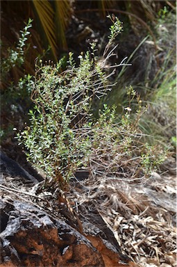 APII jpeg image of Olearia stuartii  © contact APII