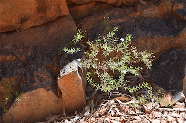 APII jpeg image of Olearia stuartii  © contact APII