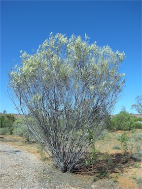 APII jpeg image of Hakea leucoptera  © contact APII