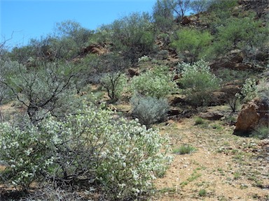 APII jpeg image of Prostanthera striatiflora  © contact APII