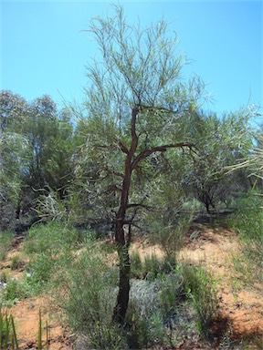 APII jpeg image of Acacia sericophylla  © contact APII