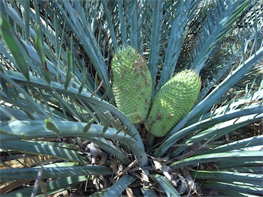 APII jpeg image of Macrozamia macdonnellii  © contact APII