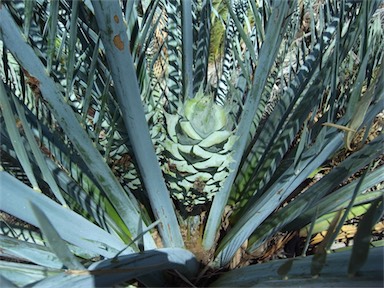 APII jpeg image of Macrozamia macdonnellii  © contact APII