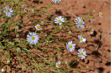 APII jpeg image of Brachyscome ciliaris var. lanuginosa  © contact APII