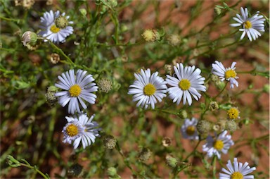 APII jpeg image of Brachyscome ciliaris var. lanuginosa  © contact APII