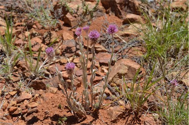 APII jpeg image of Ptilotus helipteroides  © contact APII