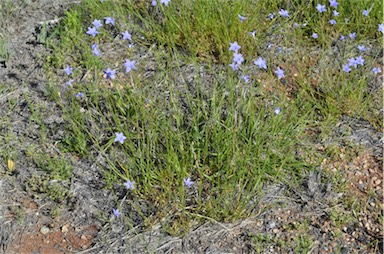 APII jpeg image of Wahlenbergia queenslandica  © contact APII