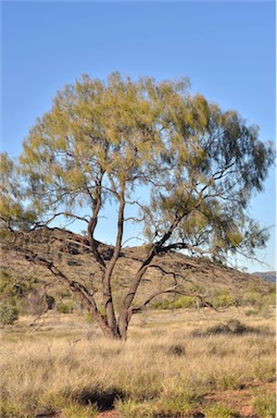 APII jpeg image of Acacia estrophiolata  © contact APII