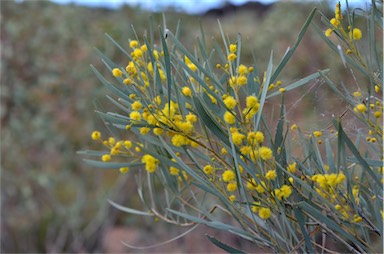 APII jpeg image of Acacia murrayana  © contact APII