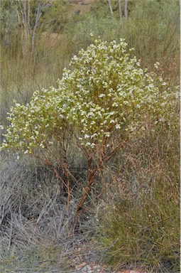 APII jpeg image of Prostanthera striatiflora  © contact APII