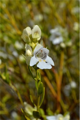 APII jpeg image of Prostanthera striatiflora  © contact APII