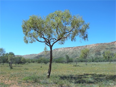 APII jpeg image of Corymbia opaca  © contact APII