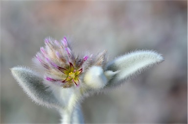 APII jpeg image of Ptilotus incanus  © contact APII