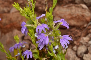 APII jpeg image of Scaevola glabrata  © contact APII