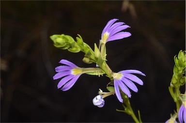 APII jpeg image of Scaevola glabrata  © contact APII