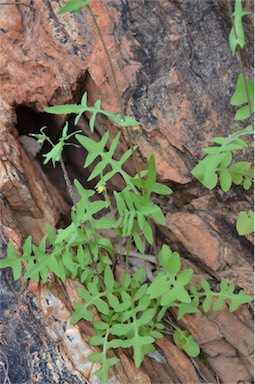 APII jpeg image of Sonchus oleraceus  © contact APII