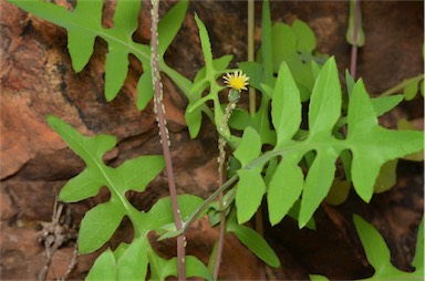 APII jpeg image of Sonchus oleraceus  © contact APII