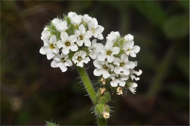 APII jpeg image of Heliotropium asperrimum  © contact APII