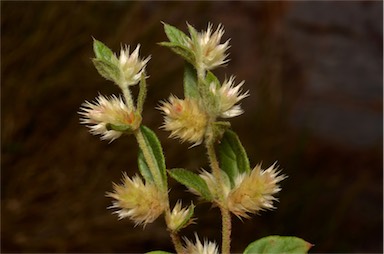 APII jpeg image of Ptilotus decipiens  © contact APII