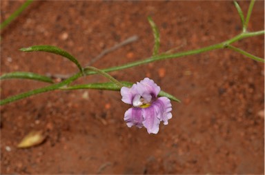 APII jpeg image of Goodenia vilmoriniae  © contact APII