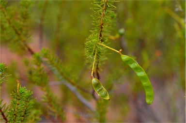 APII jpeg image of Acacia spondylophylla  © contact APII