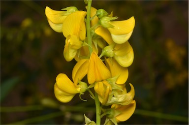 APII jpeg image of Crotalaria eremaea subsp. strehlowii  © contact APII