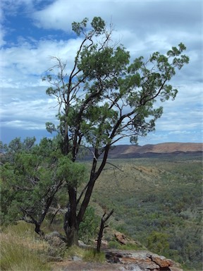 APII jpeg image of Callitris glaucophylla  © contact APII