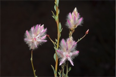 APII jpeg image of Ptilotus whitei  © contact APII