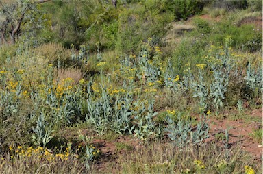 APII jpeg image of Senecio magnificus  © contact APII