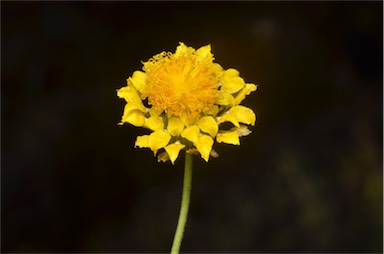 APII jpeg image of Leucochrysum stipitatum  © contact APII