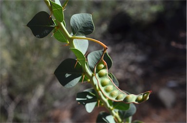 APII jpeg image of Acacia strongylophylla  © contact APII